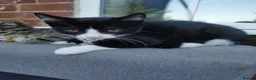Mixed Breed cats for sale: Lovely Kittens  - Advert 3