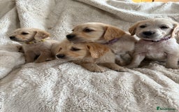 Golden Retriever dogs for sale: Golden retriever puppy Available 🐶🐾🦴  - Image 35