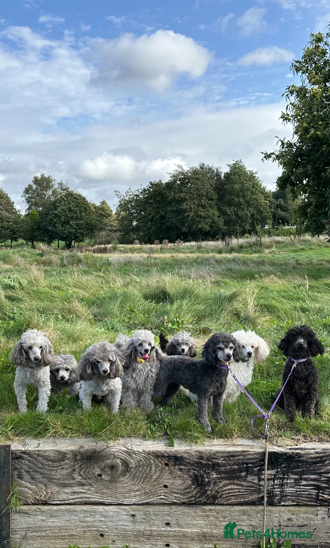 Toy Poodle dogs for sale: TOY POODLE PUPPIES, KC REG, PRA CLEAR, SILVER,BLUE in Prenton - Advert 11