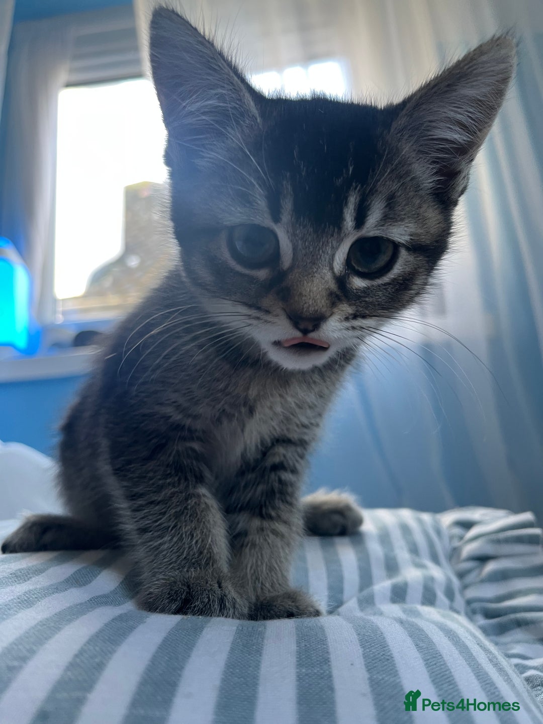 Scottish Fold cats for sale: Two Scottish Straight kittens, both female! - Advert 4