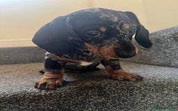 Miniature Dachshund dogs for sale: Mini dachshund for sale  - Image 3