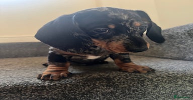 Miniature Dachshund dogs - Advert 5