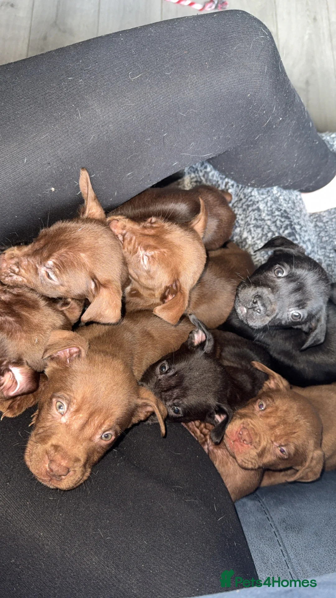 Mixed Breed dogs for sale: American bulldog cross Labrador  - Advert 2