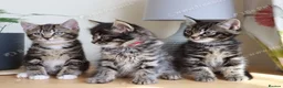 Mixed Breed cats for sale: Tabby kittens ready Now  - Advert 4