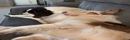 Welsh Collie dogs for sale: Welsh Collie - Advert 15