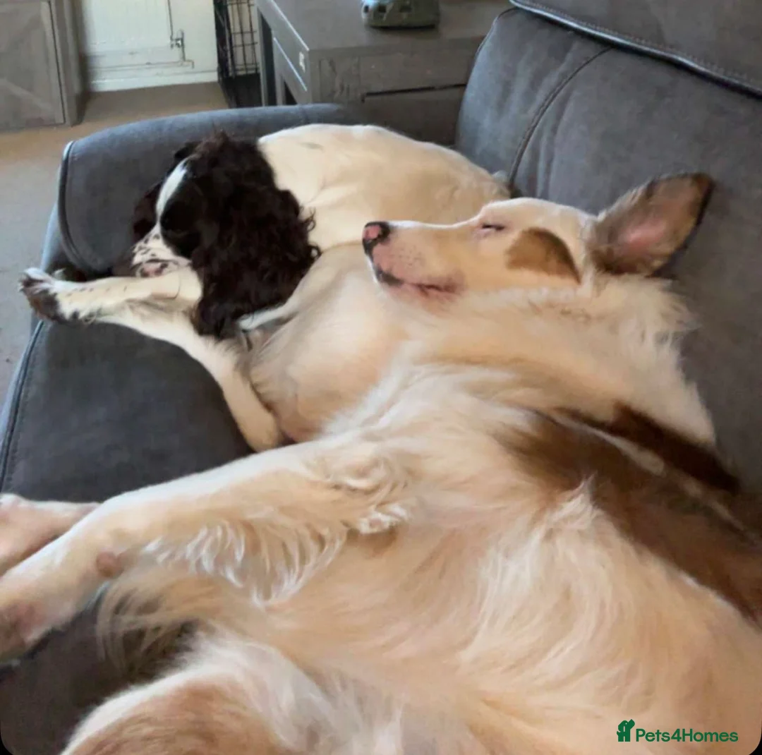 Welsh Collie dogs for sale: Welsh Collie - Advert 15
