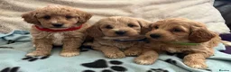 Cavapoochon dogs for sale: Cavapoochon puppies  - Advert 13
