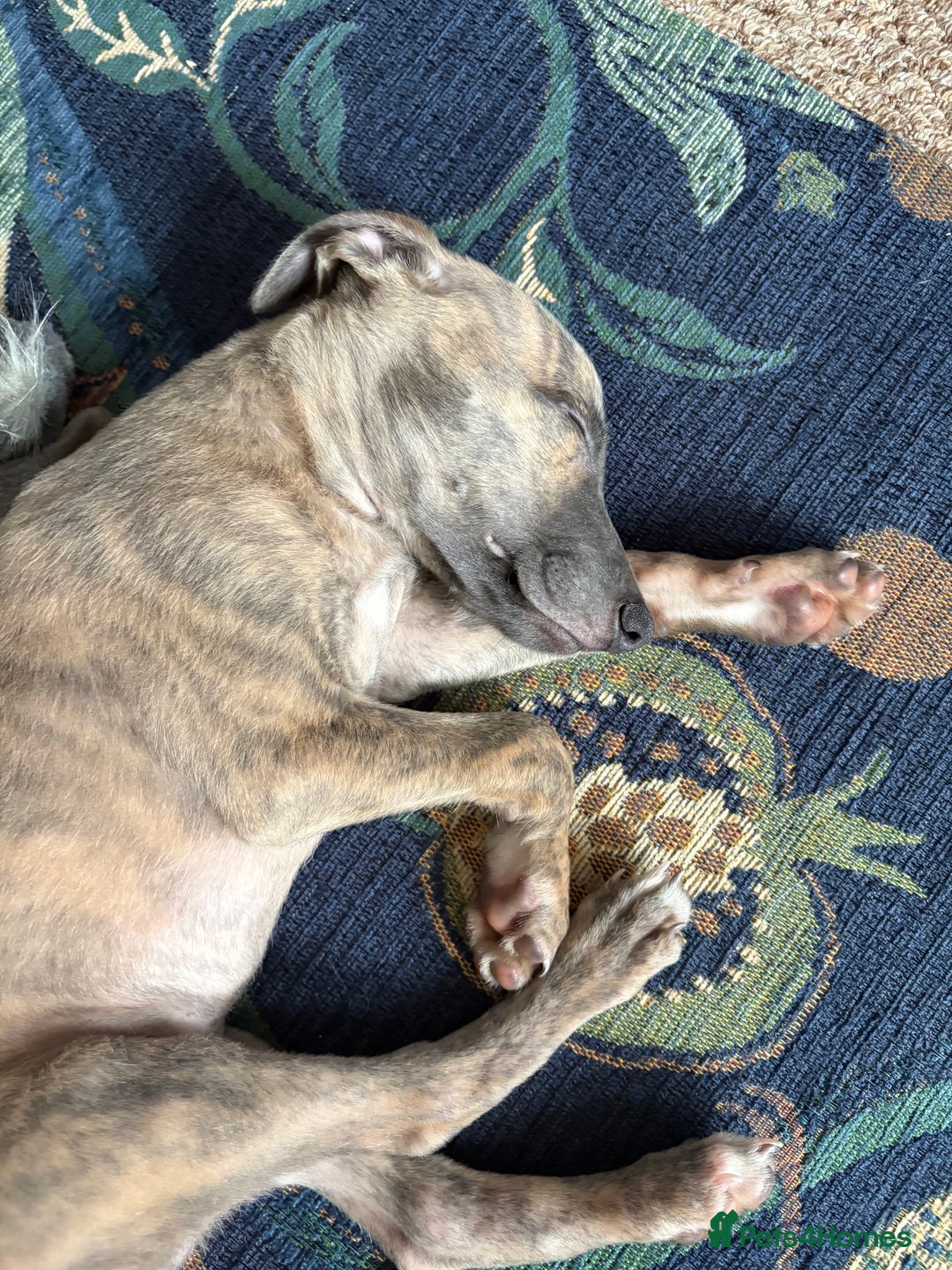 Whippet dogs for sale: Whippet Boy - Image 3