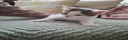 Mixed Breed cats for sale: 5 beutuful kittens are looking for their homes - Advert 4