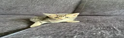 Mixed Breed cats for sale: Three cute mixed breed kittens an one 1yo munchkin - Advert 7