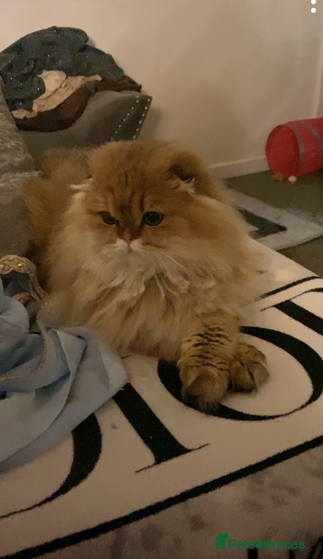 Scottish Fold cats for sale: 5 Beautiful ScottishFolds Kittens - Image 2