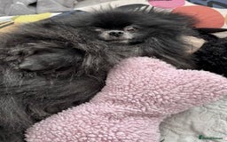 Pomeranian dogs for adoption: Naomi’s Story: A Tiny Life Saved - Image 5