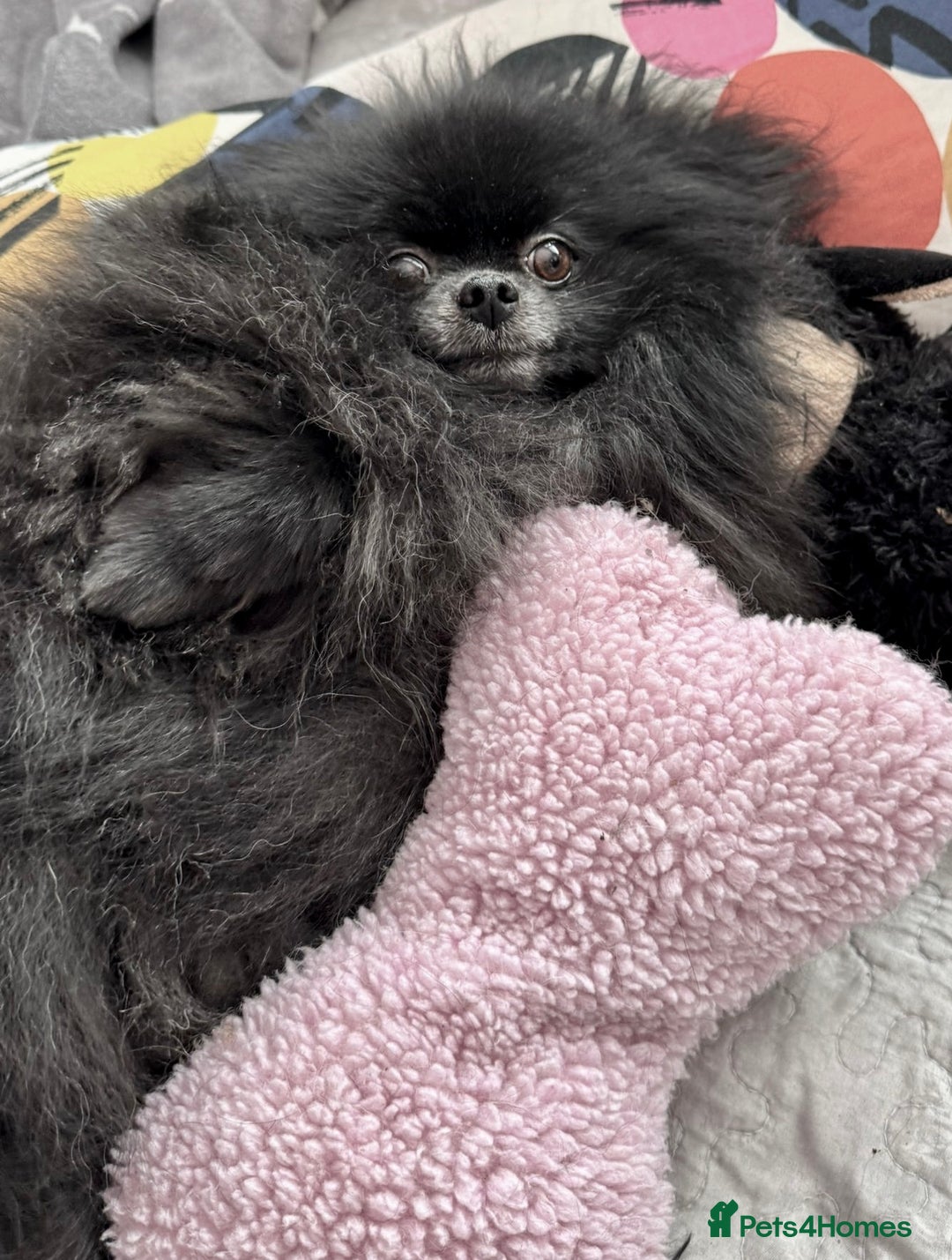 Pomeranian dogs for adoption: Naomi’s Story: A Tiny Life Saved - Image 5