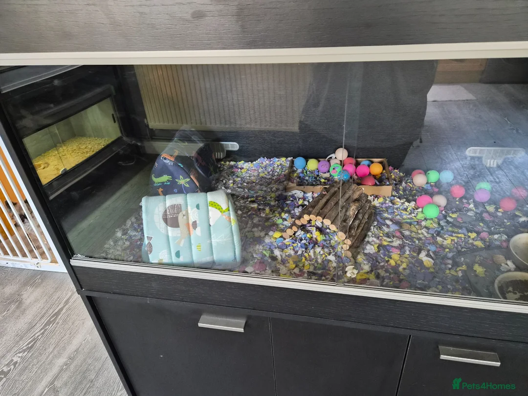 Pygmy Hedgehog rodents for sale: Male african pygmy hedgehog with set up - Advert 1