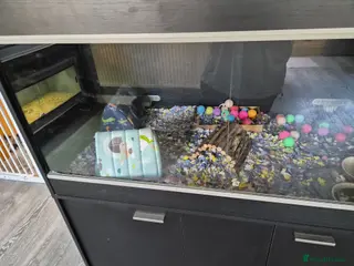 Pygmy Hedgehog rodents Male african pygmy hedgehog with set up - Advert 1