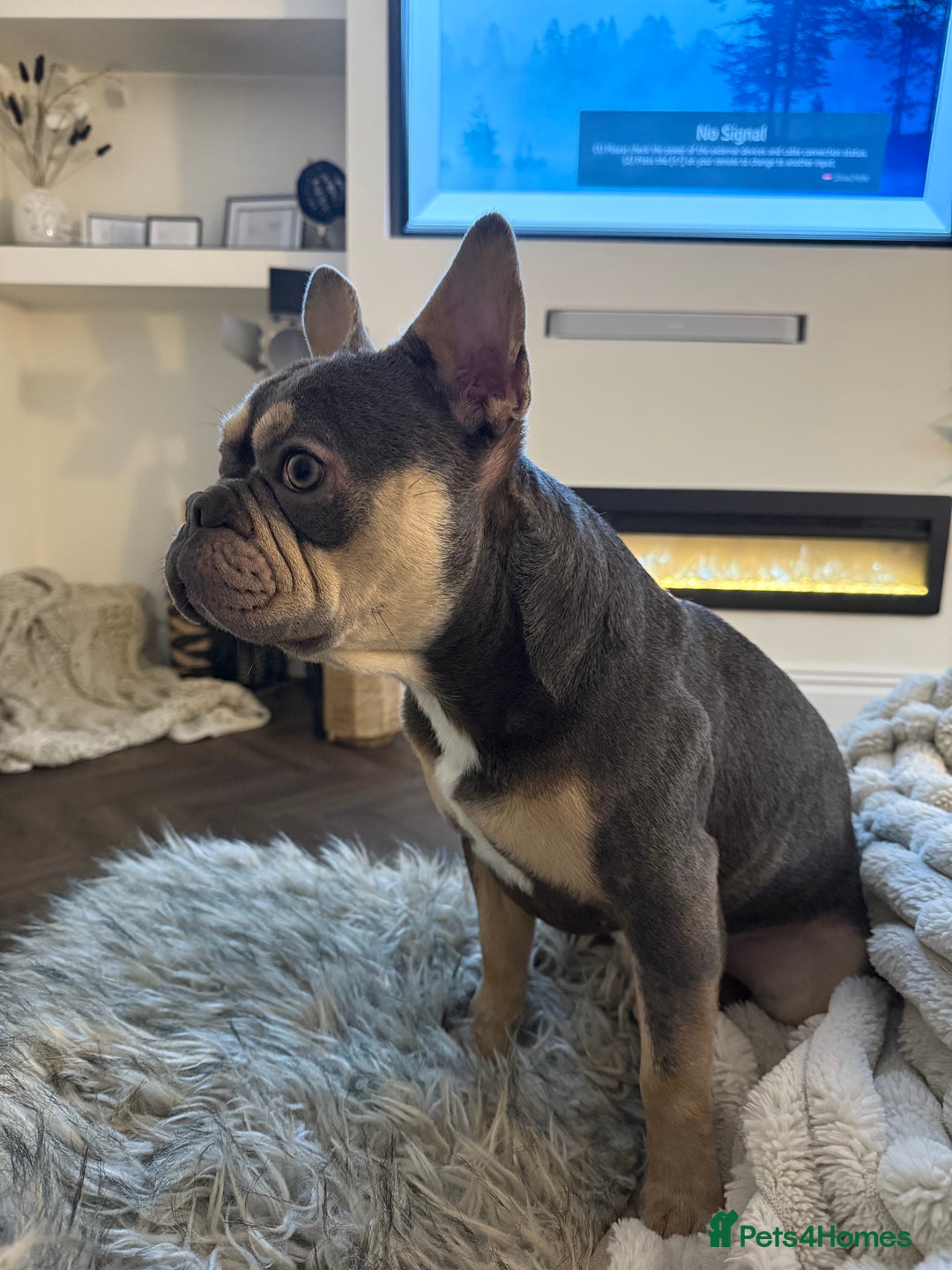 French Bulldog dogs for sale: French Bulldog for sale to a loving home  - Image 8