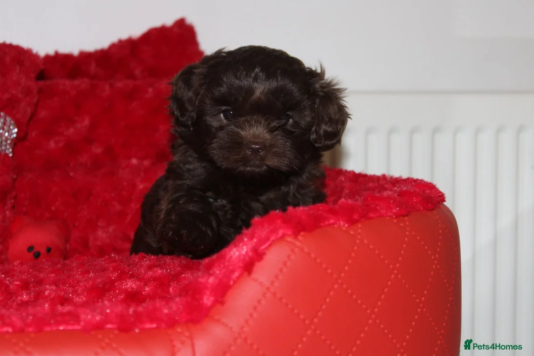 Shihpoo dogs for sale: Shih poo puppy’s  - Advert 24