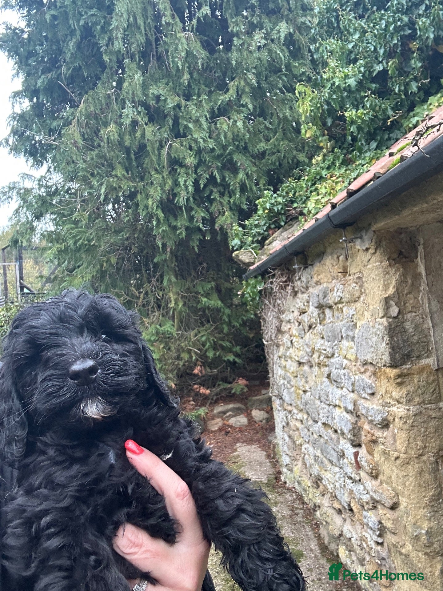 Labradoodle dogs for sale: Vet Checked and Perfect F1B miniature labradoodles - Advert 1