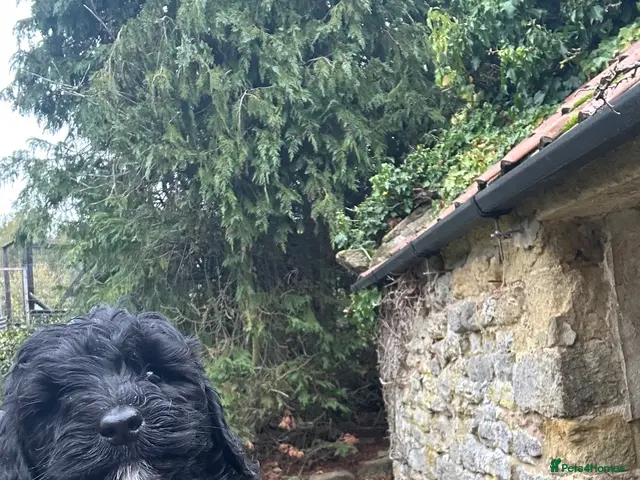 Labradoodle dogs for sale: Vet Checked and Perfect F1B miniature labradoodles - Advert 1