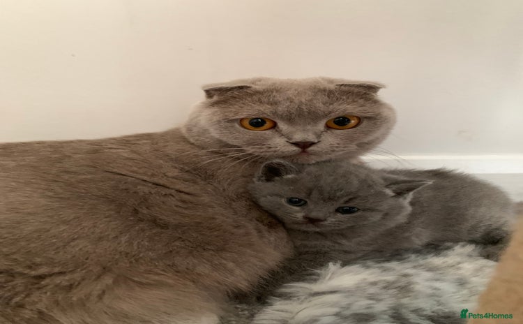 Scottish Fold cats - Advert 2