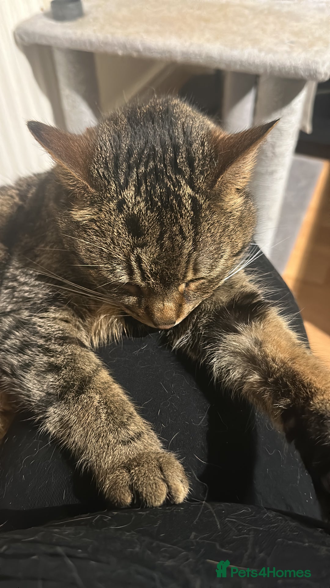 Domestic Shorthair cats for sale: Beautiful tabby domestic cat for sale - Advert 2