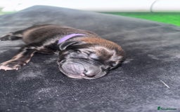 Mixed Breed dogs for sale: Saluki Bull Grey Puppies  - Image 14