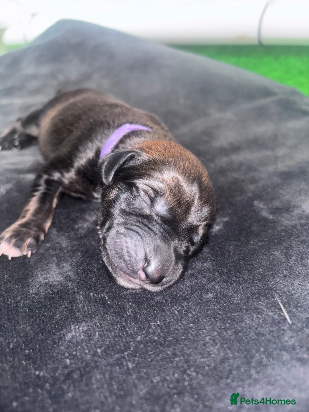 Mixed Breed dogs for sale: Saluki Bull Grey Puppies  - Image 14