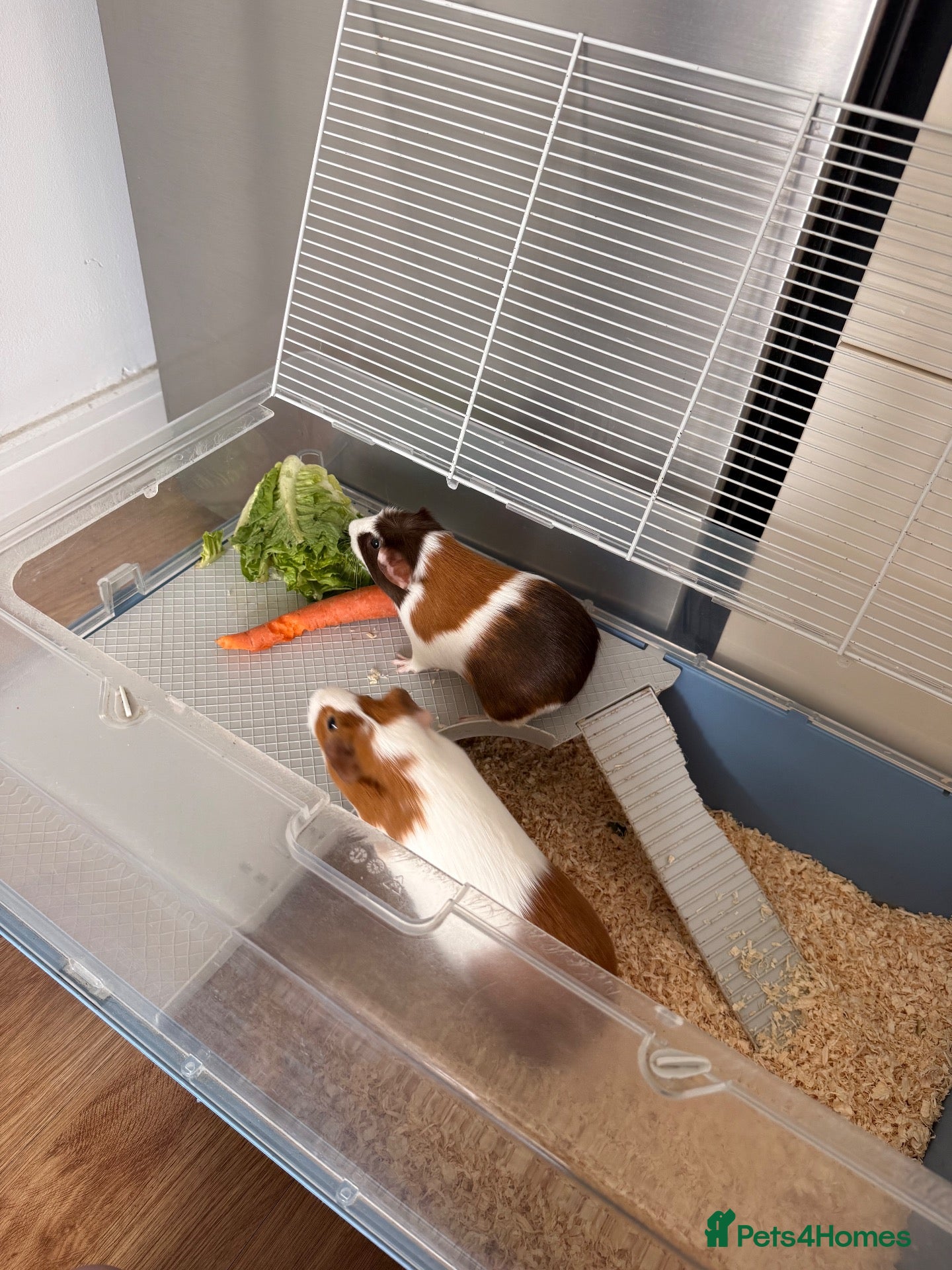 Guinea Pig rodents Young female Guinea pig and mum  - Advert 1