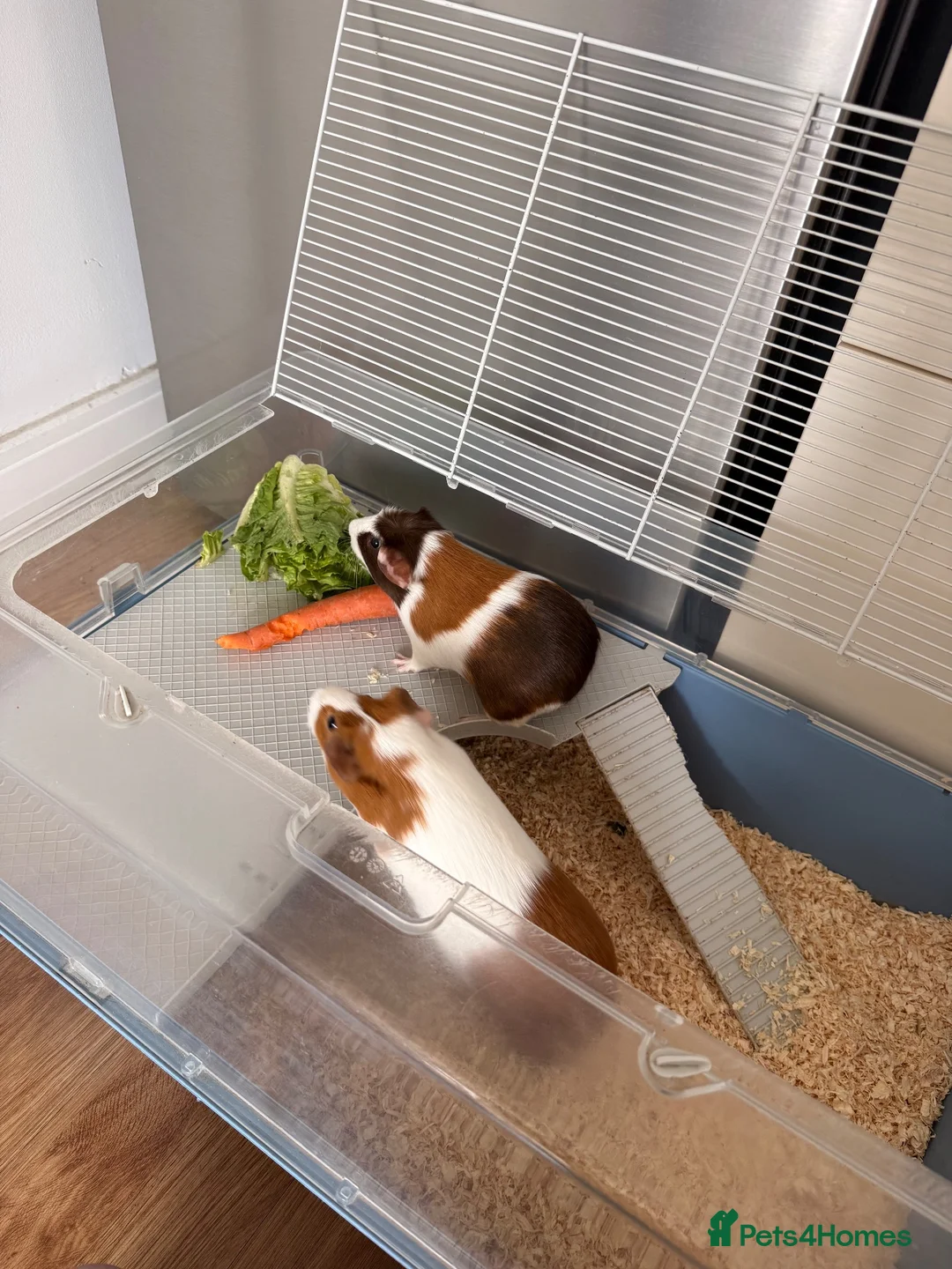 Guinea Pig rodents for sale: Young female Guinea pig and mum  - Advert 1