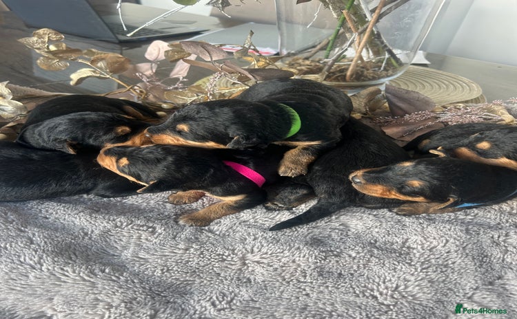 Airedale Terrier dogs Quality Kc registered Airedale terrier puppies  - Advert 4