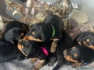 Airedale Terrier dogs Quality Kc registered Airedale terrier puppies - Advert 3