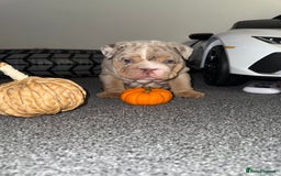 English Bulldog dogs for sale: Beautiful Lilac Tri English Bulldogs - Advert 18