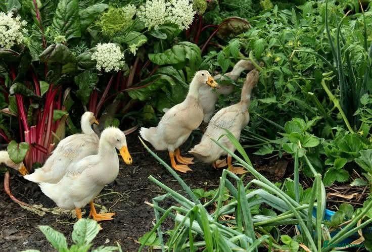 Ducks poultry Hatching eggs Indian runner  - Advert 1