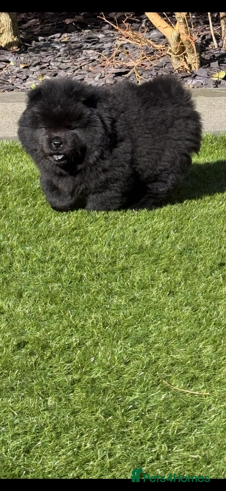 Chow Chow dogs LAST FEMALE beautiful black 🖤 baby Chow Chow - Advert 6
