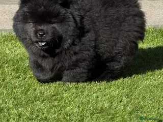 Chow Chow dogs LAST FEMALE beautiful black 🖤 baby Chow Chow - Advert 6