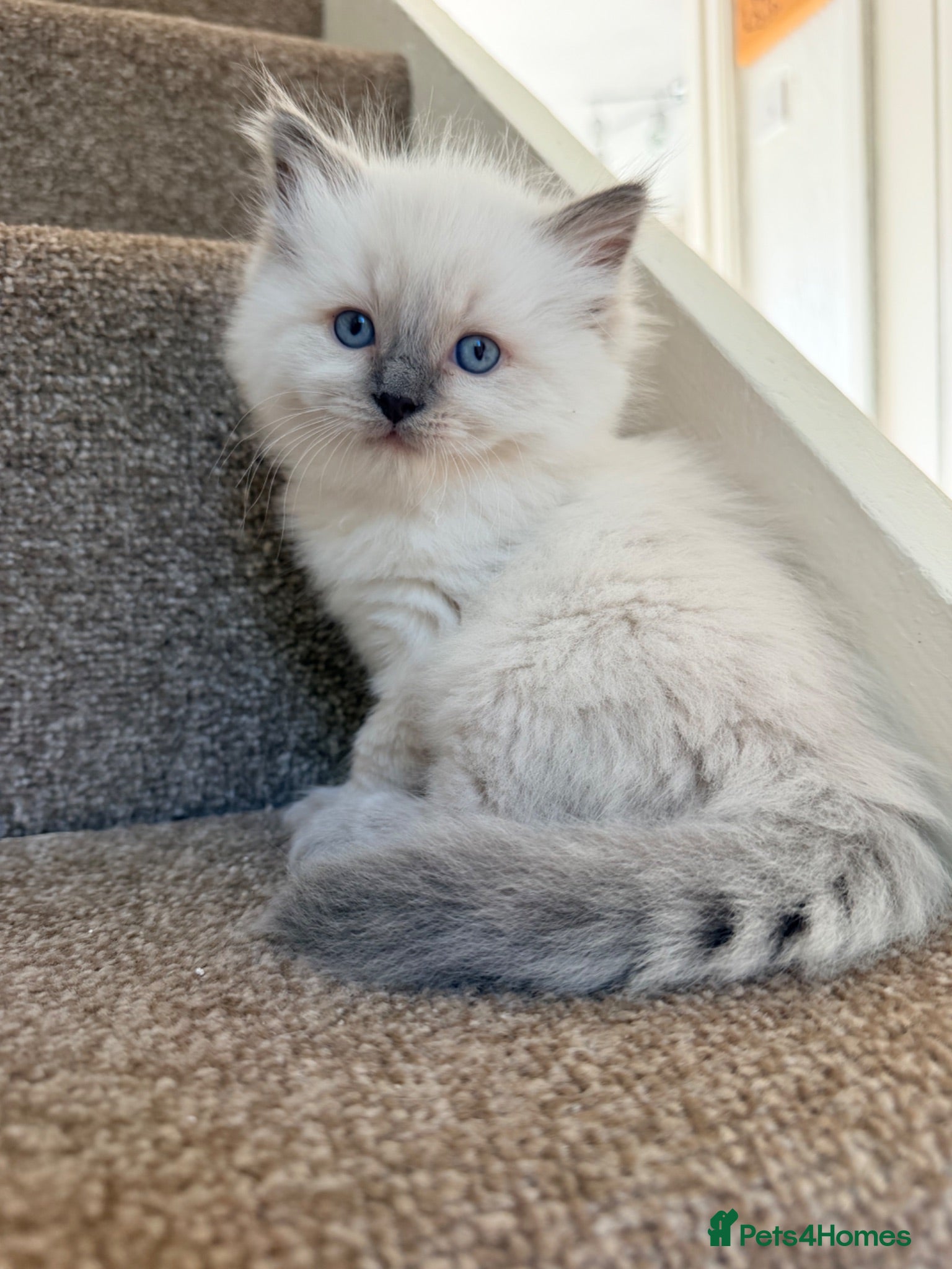 Ragdoll cats for sale: Ragdoll  - Advert 1
