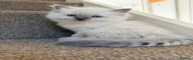 Ragdoll 1