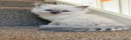 Ragdoll cats for sale: Ragdoll  in Peterborough - Advert 1