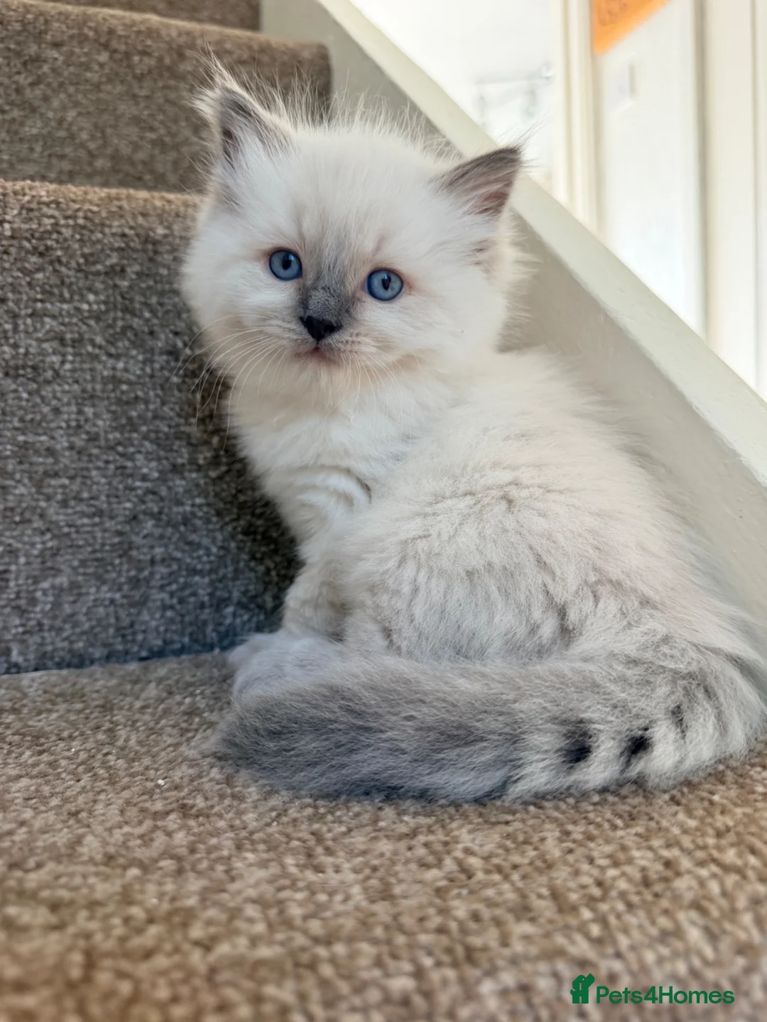 Ragdoll cats for sale: Ragdoll  in Peterborough - Advert 1