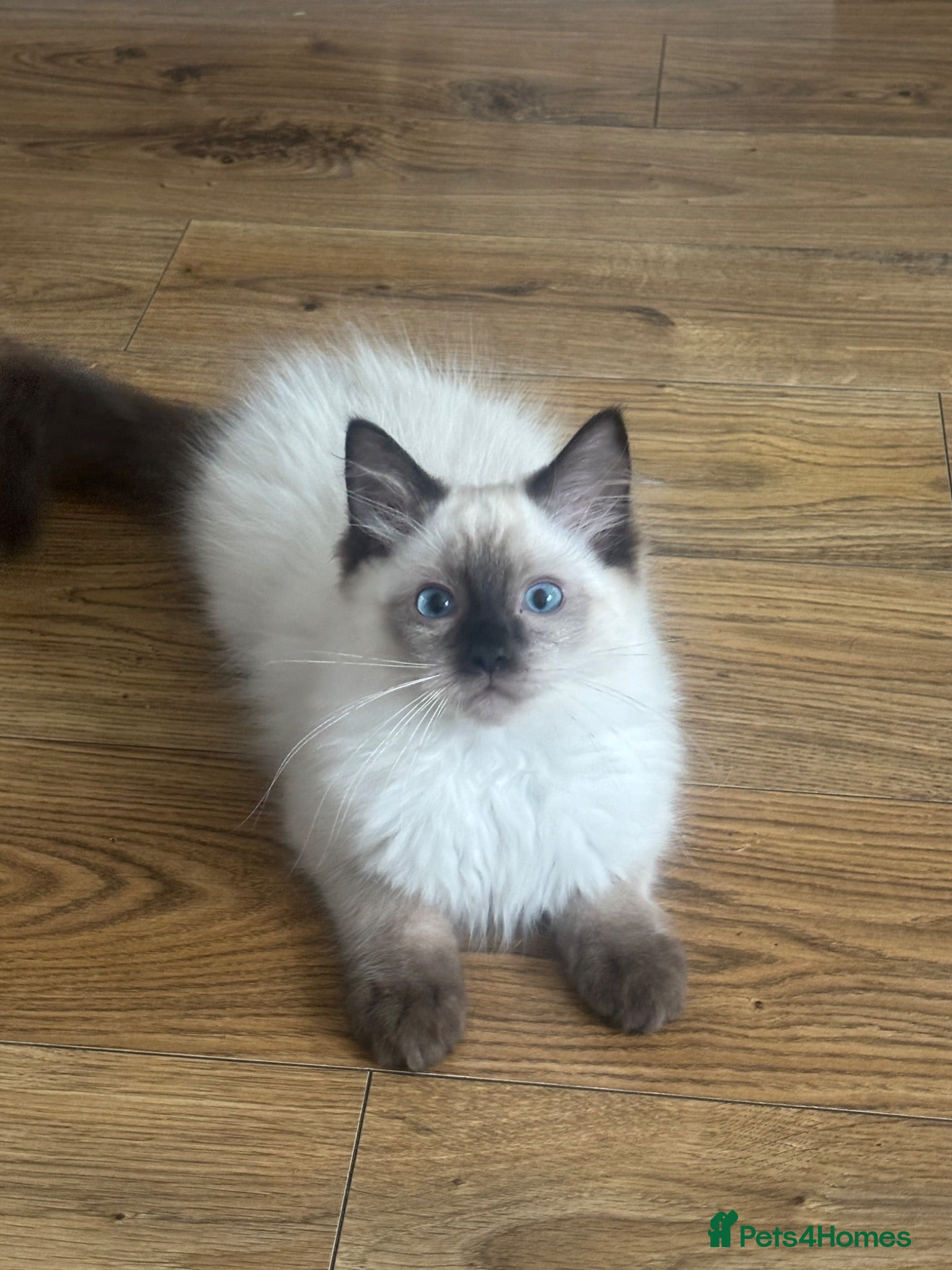 Ragdoll cats One boy left. Ready Now! - Advert 2