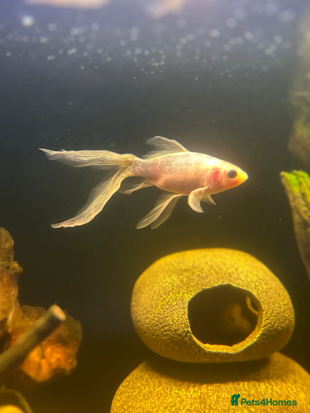 Fancy Goldfish fish for sale: X2 fancy goldfish - Advert 3