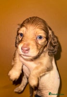Miniature Dachshund dogs 💚🧡Stunning KC Longhaired Mini Dachshunds💚🧡 - Advert 8