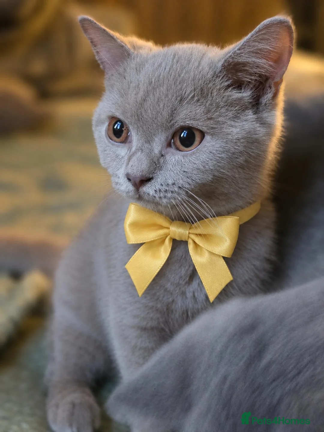 British Shorthair cats for sale: Beautiful GCCF BSH Kittens – Loving Forever Homes - Advert 4