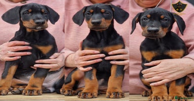 Dobermann dogs - Advert 8