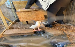 Ducks poultry for sale: 2 Muscovy ducks and 1 Indian runner duck - Advert 13