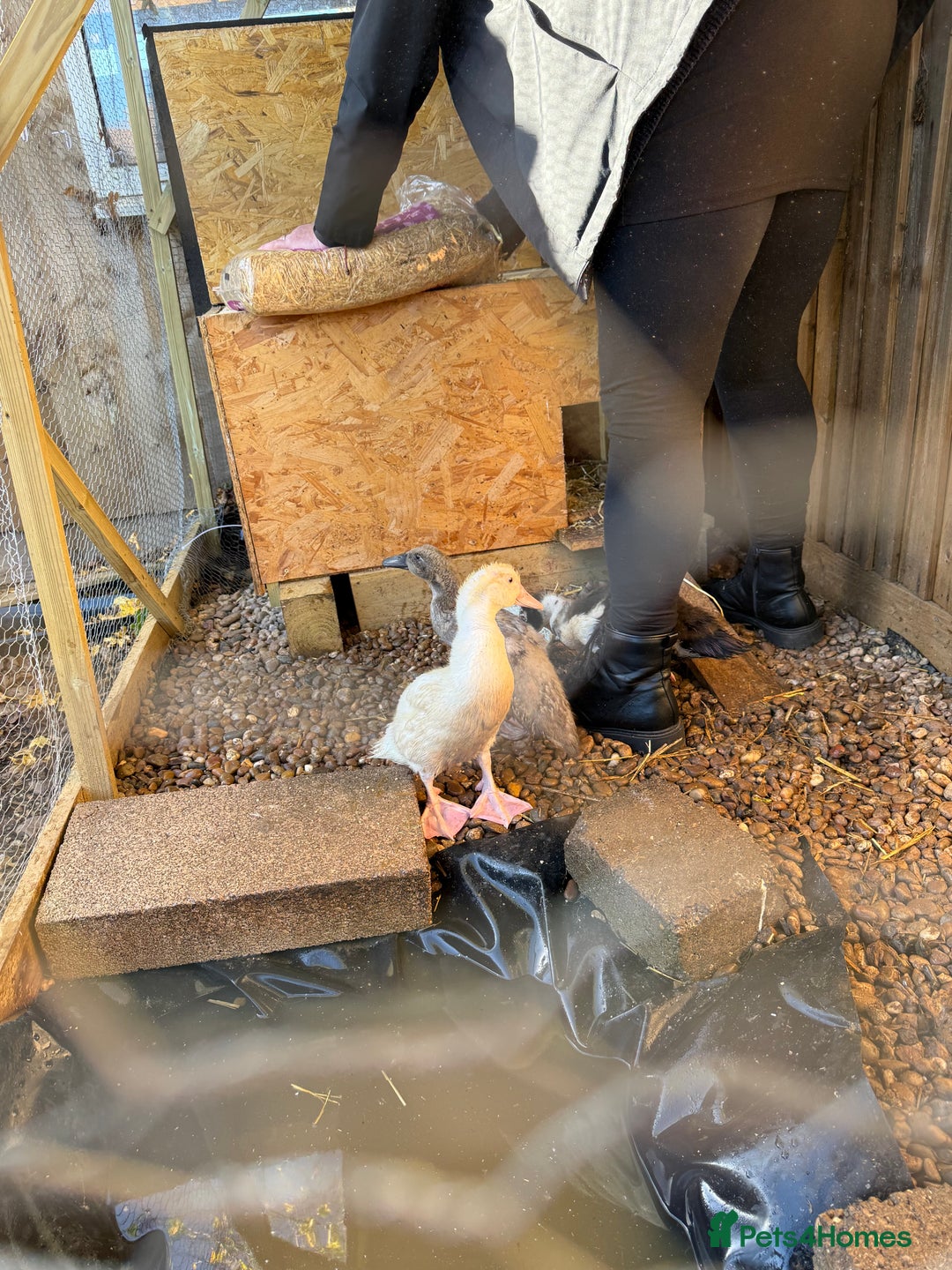 Ducks poultry for sale: 2 Muscovy ducks and 1 Indian runner duck - Advert 13