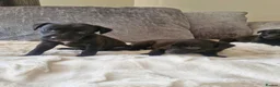 Mixed Breed dogs for sale: Beautiful Bedlington whippet puppies  - Advert 3