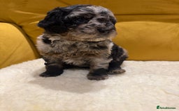 Cockapoo dogs for sale: cockapoos  - Advert 7