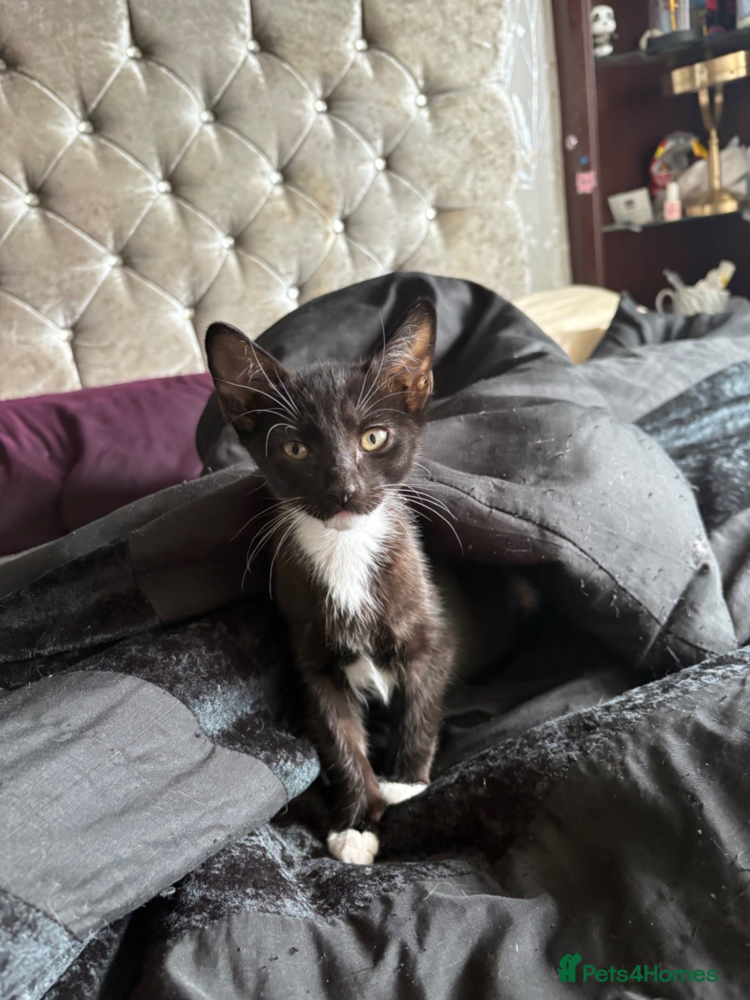 Norwegian Forest Cat cats 1 kitten left! 4 kittens Norwegian X Russian Blue - Advert 10