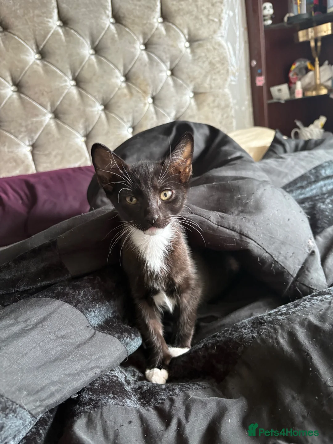Norwegian Forest Cat cats for sale: 1 kitten left! 4 kittens Norwegian X Russian Blue - Advert 1